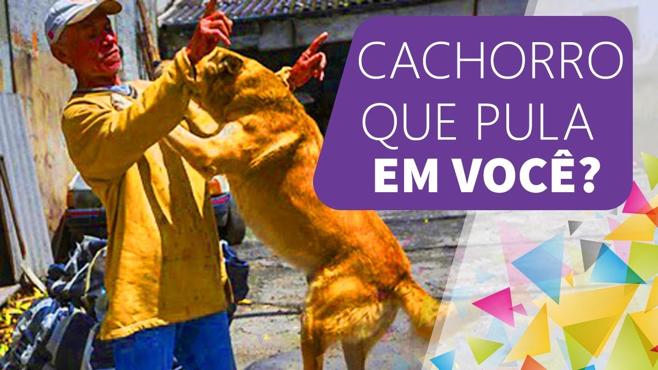 3 formas rápidas p seu cachorro parar de pular agora!