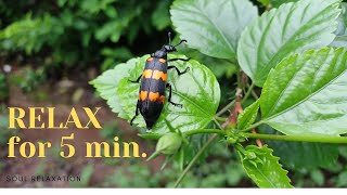 RELAX for 5 minutes HD4K Music Video |Insects| Fauna| Flora|Relaxing music| Stress Relief Video