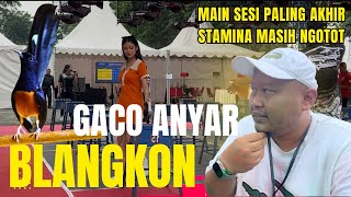Download lagu MURAI BATU BLANGKON | JUARA 3 LAWAN RAMPES ‼️PIALA KICAU JATIM RAYA mp3