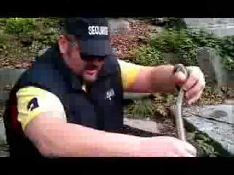 Die Schlange im Paradies xvid