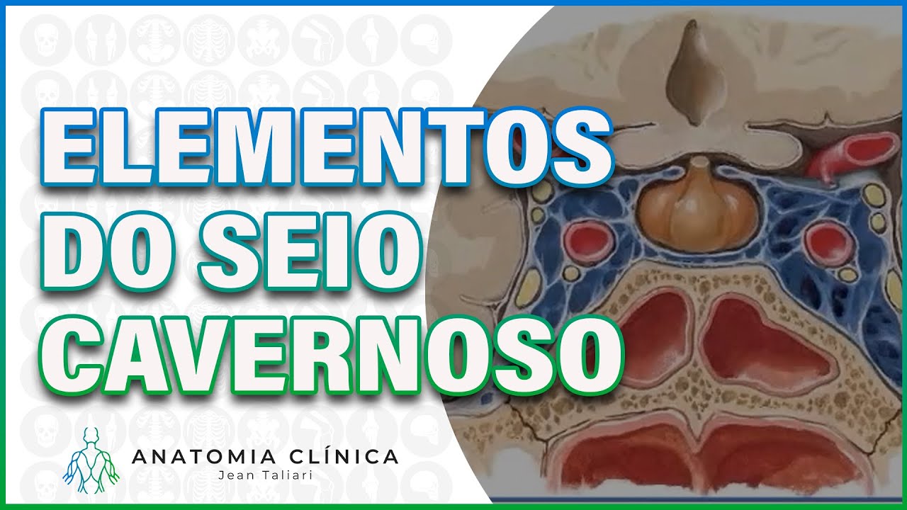 QUAIS SÃO OS ELEMENTOS DO SEIO CAVERNOSO? - JEAN TALIARI