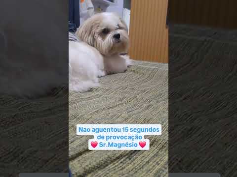 Sr.Magnésio não aguenta 15 segundos de provocação hahaha #srmagnesio #shihtzu #ourilandiadonorte