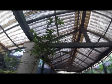 🔵 Coca Plant - Erythroxylum Coca - Royal Botanic Garden Kandy Sri Lanka