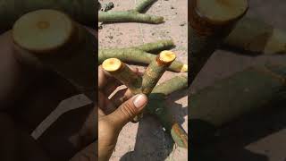 Cagak Natural Kayu Rambutan. #ketapelindonesia #ketapelmodern #slingshotclub #cagaknatural #Catapult