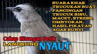 Download lagu Pancingan suara burung trucukan agar BUNYI  untuk trucukan macet, malas bunyi, stress, ombyokan mp3