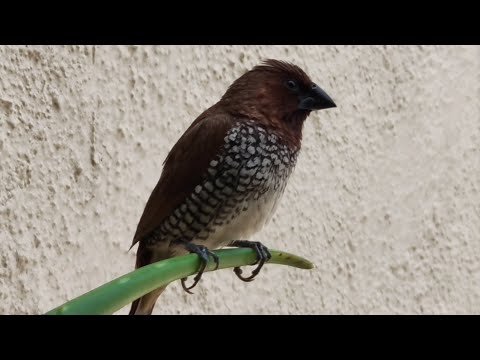 A friendly Munia bird.... Close-up 😍
