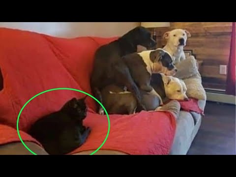 Cats with threatening aura -  Don't try with mess with these Cats