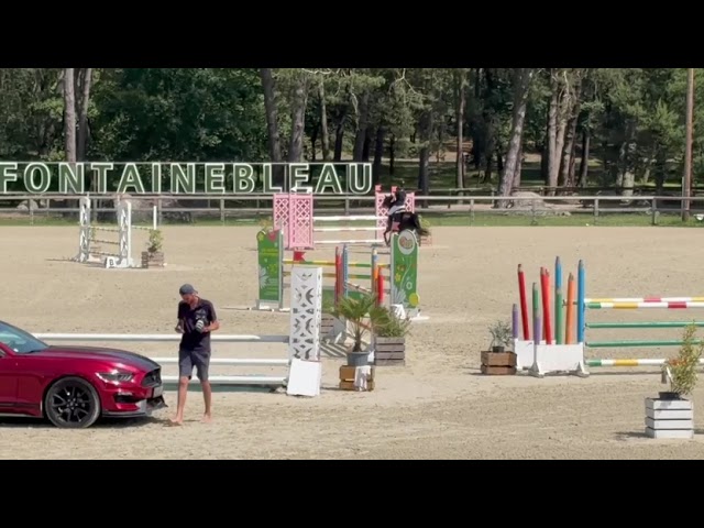 Yegua PFS Poni Fran&ccedil;&eacute;s de Silla Pr&eacute;stamo 2017 Negro por WELCOME SYMPATICO