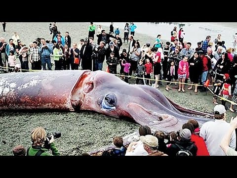 10 Реальных Гигантов Планеты Среди Животных