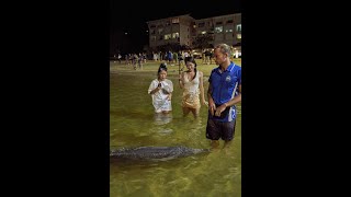 Tangalooma Island Resort - Dolphin Feeding
