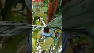 Download lagu cara cangkok super cepat. 2 minggu tumbuh akar mp3 Download lagu cara cangkok super cepat. 2 minggu tumbuh akar mp3