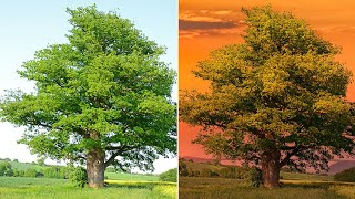 【PS教程】让复杂树木快速融入背景-高阶级法