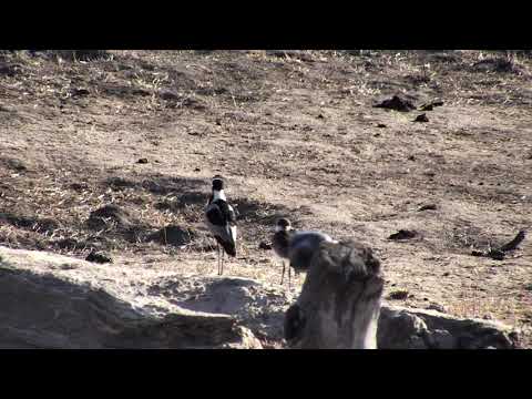Djuma: Blacksmith Lapwing chick(38 days old) with parent - 07:10 - 10/06/18