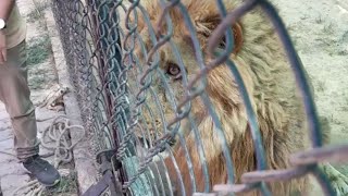 Daring rescuers sedate the lion by hand after a dart gun malfunctions *Crazy Happening* || WooGlobe