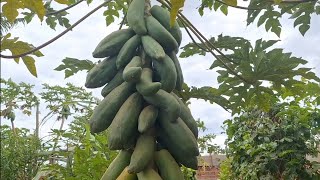 VEJA  ESSA VARIEDADE DE  PLANTAÇÃO NO SÍTIO #agro #colheita #feijão #abóbora #mamão #banaba #cafe