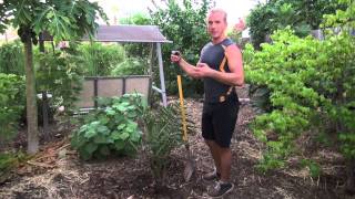 Husband vs Wife - The Edible Tree Must GO - How to Relocate a Tree