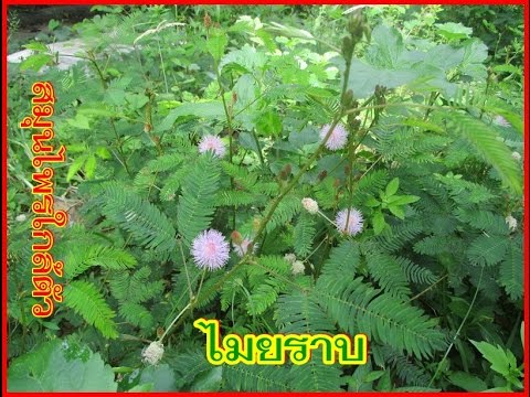 กลากในการติดเชื้อไวรัส ครีมกลากกับ