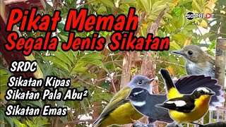 Download lagu Pikat Penakluk Segala Jenis Burung Sikatan,SRDC,Sikatan Kampung,Dll mp3