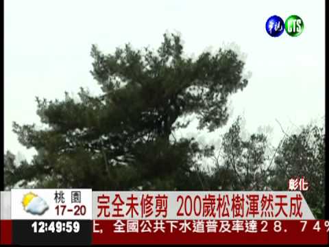 地方奇觀! 觀音廟旁長"龍頭樹"