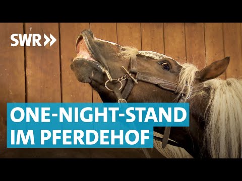 Wilder Hengst: Frühlingsgefühle in Zogenweiler