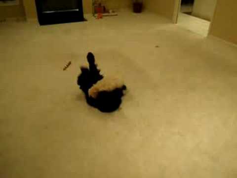 Puli Playing and Wrestling Zenaida and Moosies