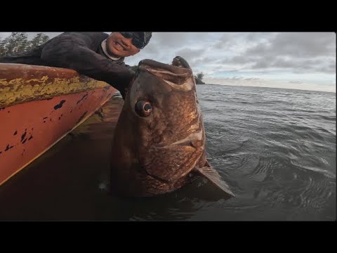 BIG Papuan Black Bass and Barramundi in Kaimana with Combat Beast rods!