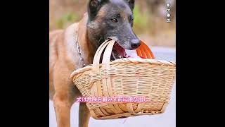 #animals #犬動画 #わんこ #いぬすたぐらむ #犬のいる暮らし #賢い犬 #忠犬 #感動犬