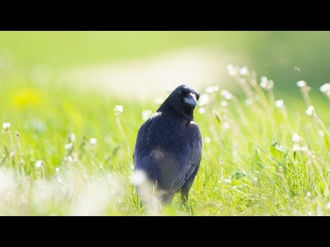 4K Czarnowron / Carrion crow / Corvus corone corone
