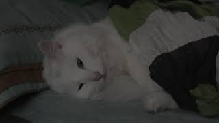 Hanoi 2017 (Archived Footage)