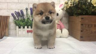 Video preview image #1 Shiba Inu Puppy For Sale in MANHATTAN, NY, USA