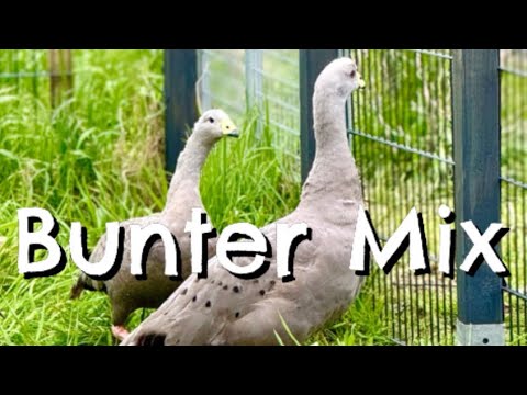 Wir lieben das Landleben 🦆 Unser Bauernhof, bietet Enten, Gänsen, Pfauen, Hühnern und Papageien ...