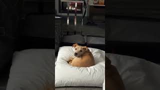 Video preview image #1 American Pit Bull Terrier-Unknown Mix Puppy For Sale in MECHANICSBURG, PA, USA