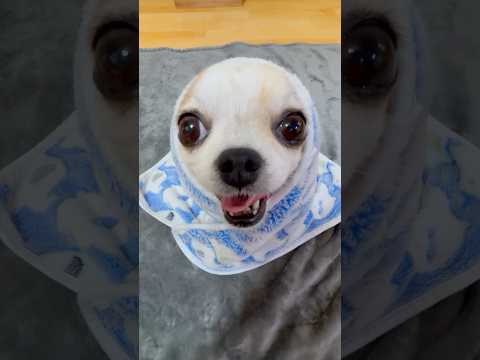 DIA DELÍCIA #chihuahua #trending #diadelicia #phonk