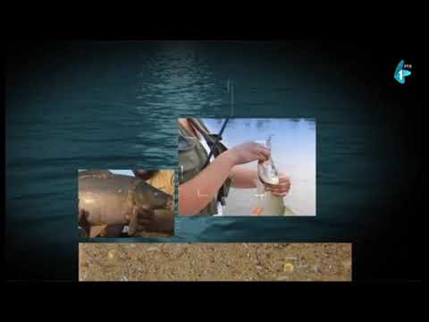 Čari Ribolova - Dunav kod Ledinaca (20.09.2020)