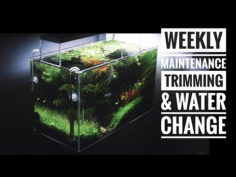 Aquascape Maintenance: "The Passionate Han kengai"- Trimming & Water Change