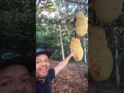 Jaca aqui tem de monte, Bahia Presidente Tancredo Neves #Bahia #shorts #giloviajante #2026