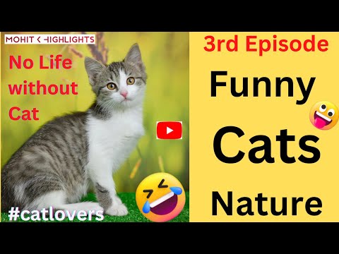 Funny Cat 3rd episode II Cat Video II बिल्ली के बारे में II MohitK highlights
