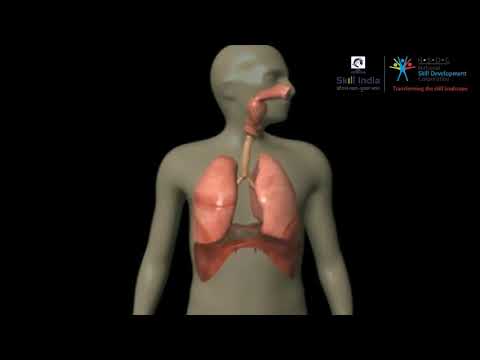 Flow of Oxygen in the Human Body