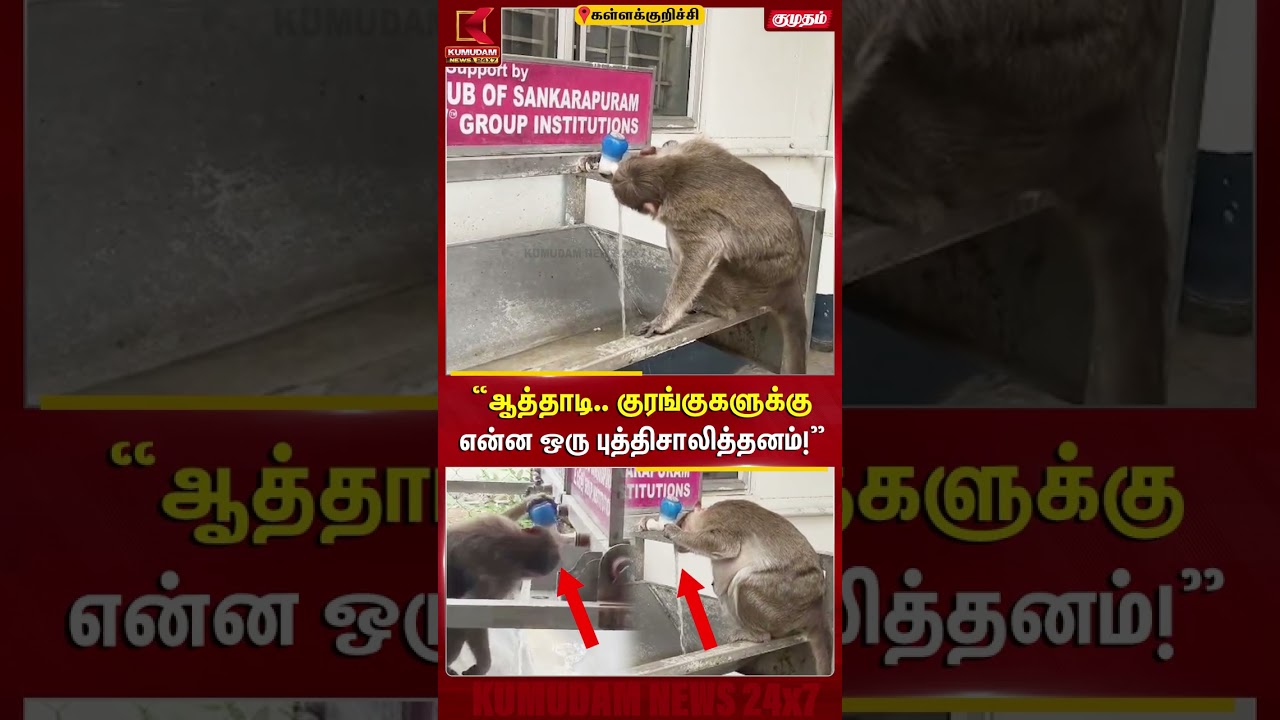 “ஆத்தாடி.. குரங்குகளுக்கு என்ன ஒரு புத்திசாலித்தனம்! “ஆத்தாடி.. குரங்குகளுக்கு என்ன ஒரு புத்திசாலித்தனம்!