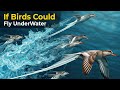 If Birds Could Live Underwaters Birds Speed Comparison