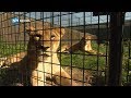 Remy en zijn vrienden: de eerste uren van Simba in Hoenderdaell #19