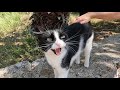 Tuxedo Cat Meows In Different Tones As If To Say I M So Glad To See You