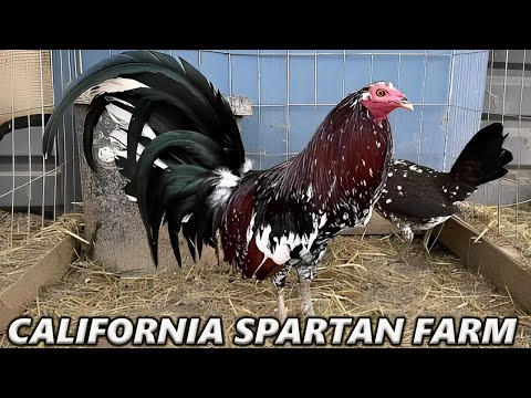 SPARTAN FARM 💯 Spangled Black Boles Pumpkin Grey Beautiful Birds Sanger California Farm Visit -