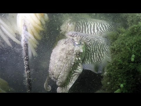 Duiken Zeeland inktvissen weekend - deel 2