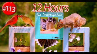 TV for Cats 😻12 Hours of Birds 🐦 and Squirrels 🐿Uninterrupted CatTV