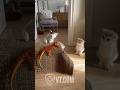 Cat Slaps Lizard and He LOSES It! 😂🦎🐱