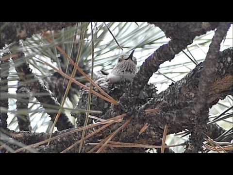Female Broad tailed Hummingbird on Nest