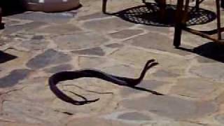 preview picture of video 'Snakes in Turkey June 09'