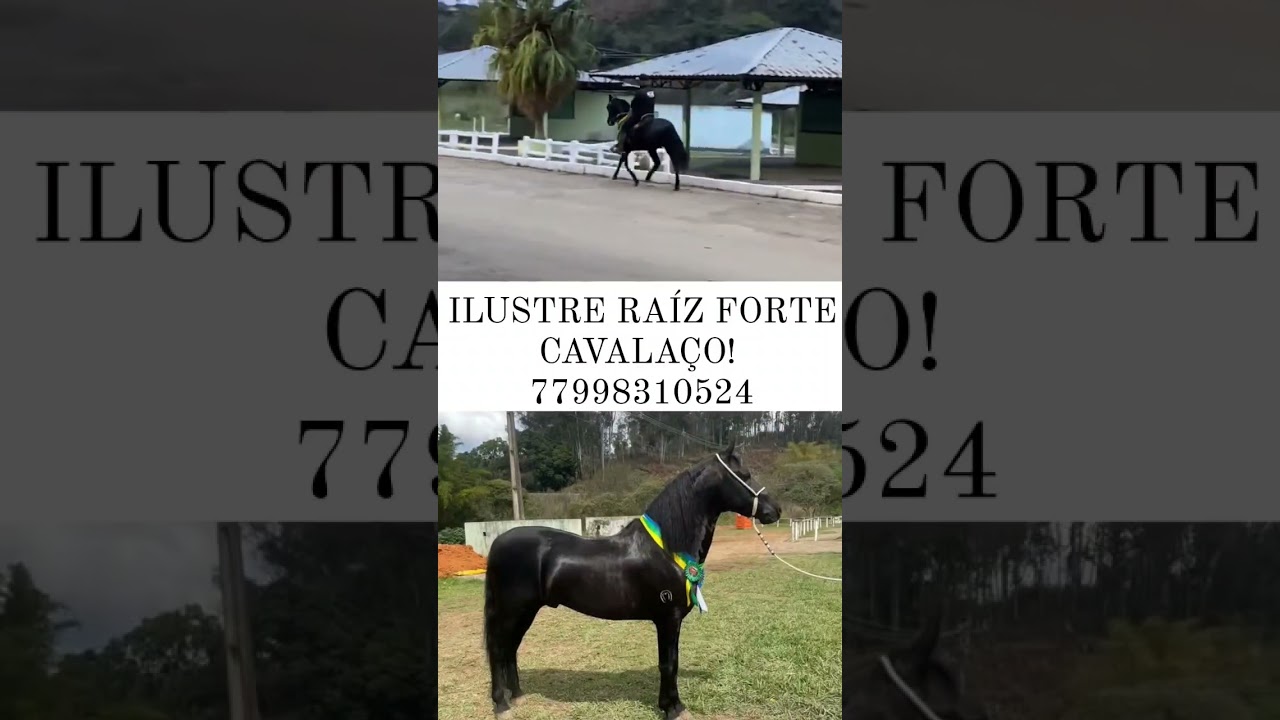 GARANHÃO MANGALARGA MARCHADOR EXTRA A VENDA!