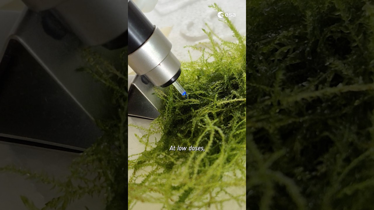 The future of space travel might be sitting in your fish tank 🌱